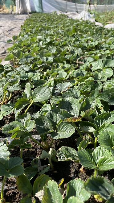 купить рассаду: Сорт кабрилло Рассада садовой клубники сорт кабрилло(фриго, первая — 4