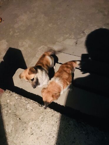 golden it cinsi: 3 ay, Dişi, Pulsuz çatdırılma