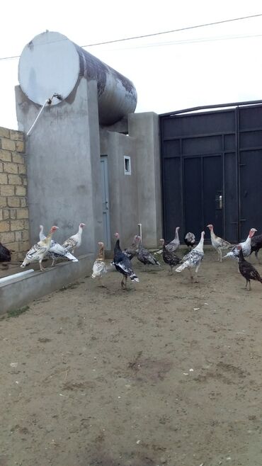 купить домик для кота: Dişi, Damazlıq, Ünvandan götürmə