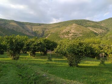 gence sevinc qesebesi torpaq: 40 sot, Tikinti, Mülkiyyətçi, Kupça (Çıxarış)