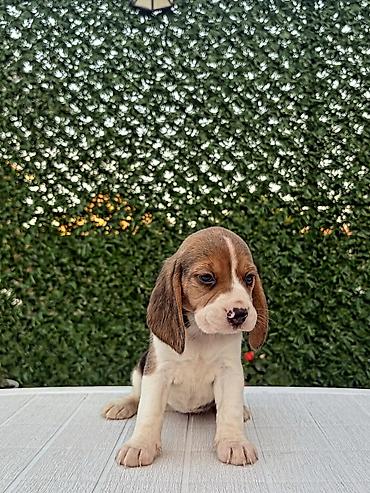 Psi: ŠTENCI BIGLA – The Lovely Dogs Pogledajte vrhunski kvalitet naših — 15