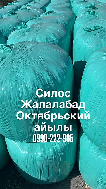 косим кукурузу: СИЛОС-Жалалабат село Октябрское — 1