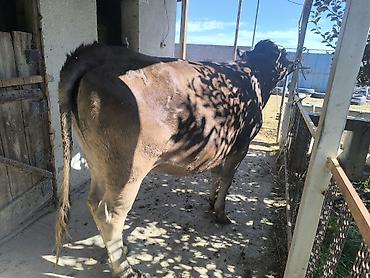Продам с/х животных: Продаю | Корова (самка) | Для молока | Привязанные — 10