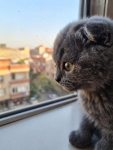pişik tualet: Şotland, Dişi, Yaxşı əllərə, Ünvandan götürmə — 1