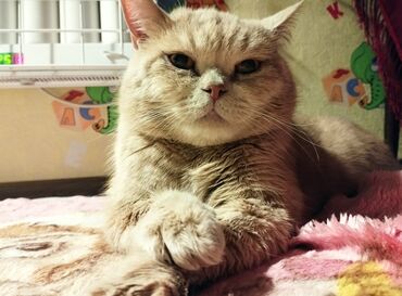 животные кошки: Отдаем в хорошие руки любимого кота .Кот по имени