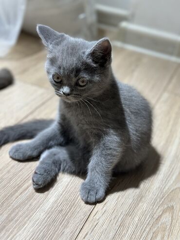 коты в ош: Скотиш Страйт (Шотландиялык тик кулактуу), 2 айлык, Эркек, Боз, Лотокко барууга үйрөтүлгөн