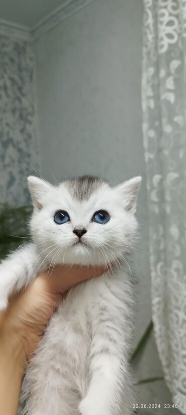 Коты: Выставляется на продажу чистокровные шотландские котята в окрасе