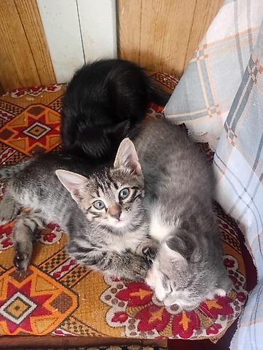 возьму кошку: Кошка даром: Беспородная, 3 месяца, Мальчик, Метис, Приучена к лотку — 1