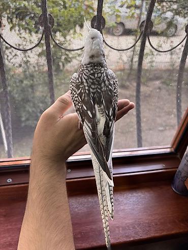 quş papuqay: Korella erkək, 8 aylıq tam rucnoy, dişləmir, kəndirə öygəşilmiş — 3