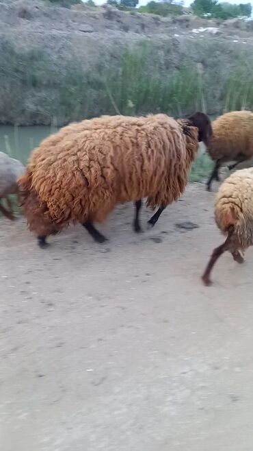 Бараны, овцы: Самец, Qala, лет: 2, 150 кг, Для разведения, Самовывоз, Платная доставка