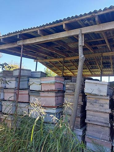 Arı yeşikləri: Arı pətəyi (taxta korpus) - Material: qalın taxta lövhələrdən — 10