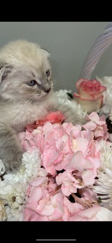 купить котенка вислоухого: Шотландский вислоухий котёнок (Scottish Fold) - Окрас