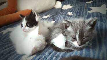 сиямский кот: Отдам котят в добрые руки 2 котенка девочки серотбелая и черно белая