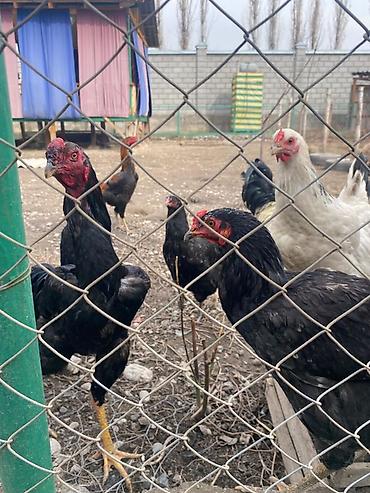 Куры, петухи: Продаю | Петух | Бойцовая | Для разведения, Для боев — 10