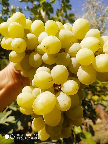 Виноград: Саженцы винограда: Ризамат. Киш-миш чёрный. Мирный. Розовый тайфи — 6