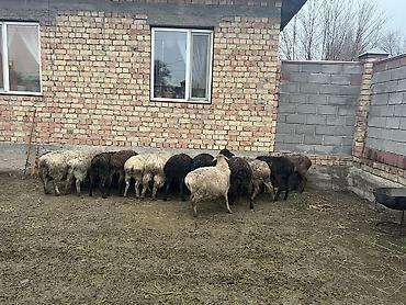 Другие животные: Асалоому алейкум 7 баш козулу кой бар козулар чон 7 баш бооз кой — 9