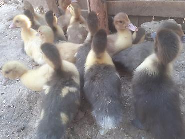 qaz qus: 17 dene ordek balalari biri 4 manat. 50 gep. man. 055 880. 85. 29 — 10