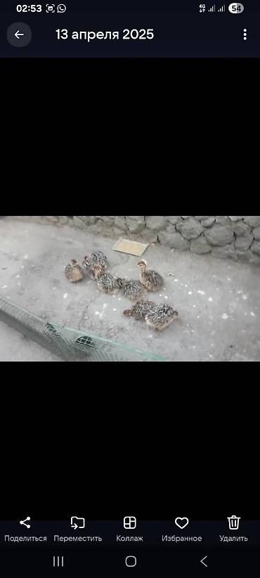 страусиные перья: Страусы эму — молодняк - Вид: эму (Dromaius novaehollandiae) — 2