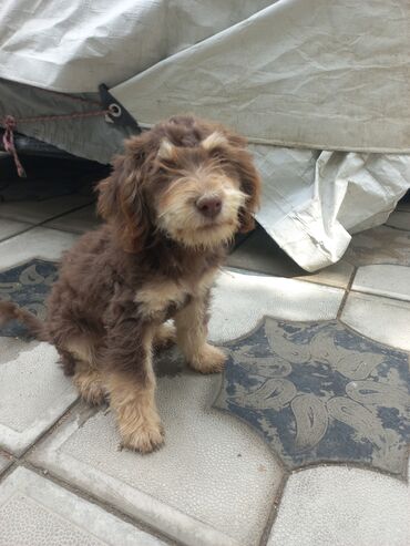 İtlər: 3 ay, Erkek, Peyvəndli, Ünvandan götürmə — 12