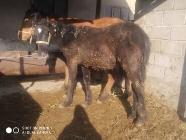 Лошади, кони: Продаю | Жеребенок | Рабочий — 15