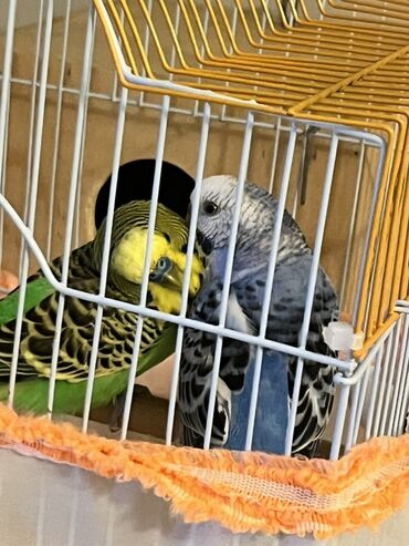 Tutuquşları: Hazır cüt iki dene tutu quşular qefesi yuvası ile bir yerde satılır — 2