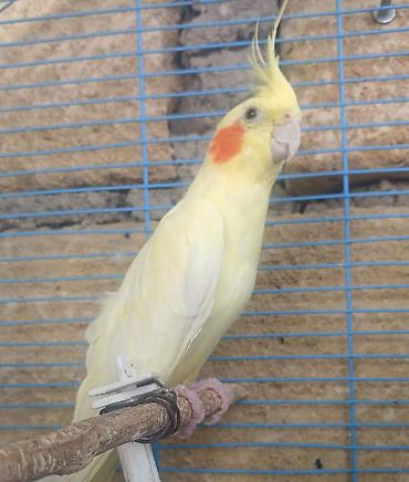 ucuz qoyunlar: Limon rəngli nimfa tutuquşusu (cockatiel). Quşun bədəni açıq — 1