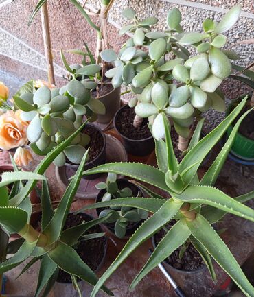 купить металлический шкаф для одежды бу: Продаю комнатные растения алоэ и живое дерево, высота 20-30см