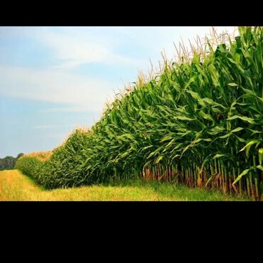 где купить кукурузу для попкорна в бишкеке: Продаю силос с кукурузой сорт МАНАС МЕСТНЫЙ, 1кг по 7сом с