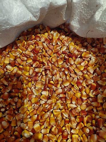 пахтанын кг канча сом: Жугору урука сатылат высщий сорт местный Описание: - Высушенные — 2