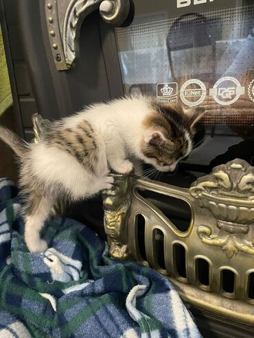 Pişiklər: Britan yastı qulaq, Erkək, Dişi, Yaxşı əllərə, Ödənişli çatdırılma -da lalafo.az — 11 Pişiklər: Britan yastı qulaq, Erkək, Dişi, Yaxşı əllərə, Ödənişli çatdırılma — 11