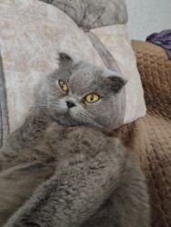 syam pişik: Şotland pisikdi dişidi satıram