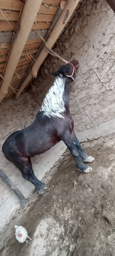 Лошади, кони: Продаю | Конь (самец) | Полукровка | Рабочий | Племенные — 5