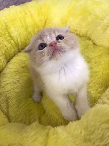 Pişiklər: Britan qıvrıqqulaq (Scottish Fold) balası - Cins: Scottish Fold — 5