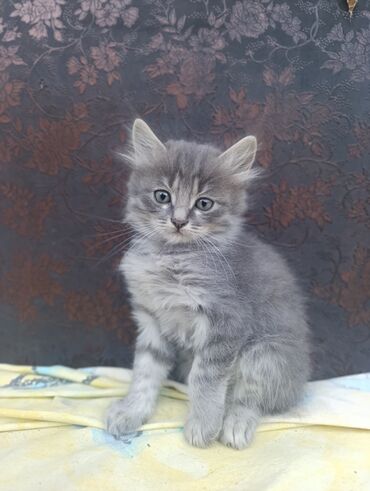 котята отдам в добрые руки: Пушистые котята Описание: - Очаровательные котята с полудлинной