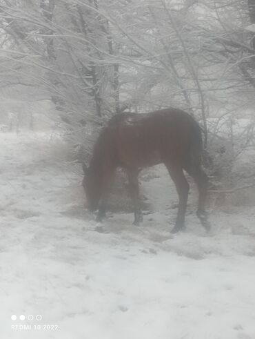 Лошади, кони: Продаю | Кобыла (самка) | Для разведения — 3