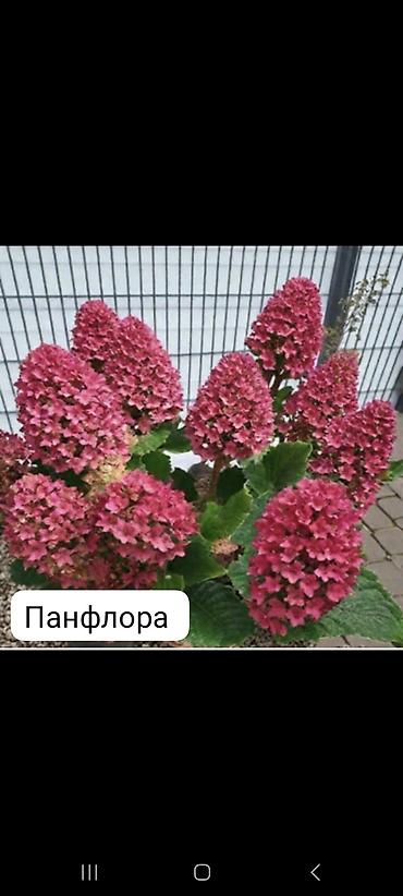 гортензия саженцы: Саженцы — 5