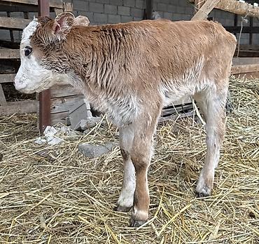 Коровы, быки: Продаю | Тёлка | На откорм — 10