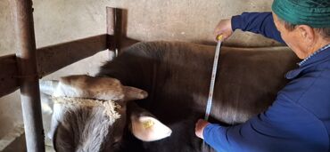 Другие животные: Продаю быка чистокровка.На осминения. возраст 1год 7 месяцев. Высота