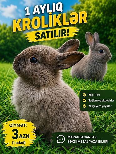 dovşan: 1 aylıq kroliklər satılır ucuz qiymətə az qalib tələsin!!! - Yaş: 1 — 1