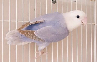 Tutuquşları: Məhsul: Agapornis (sevgi tutuquşuları) – müxtəlif rəng mutasiyaları — 9