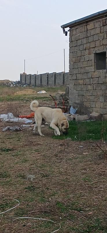 İtlər: Kanqal, 2 il, Erkek — 2