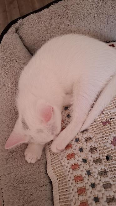 pisi: Britan — 9