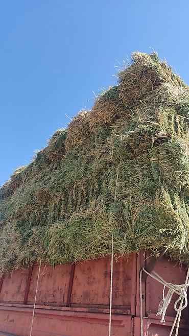 кошки даром ош: Продаю второй укос чай чай цена 310 окончательно — 4