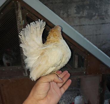 xoruz satlir: Yumurtalari olur satiq xoruzda var satiq — 4
