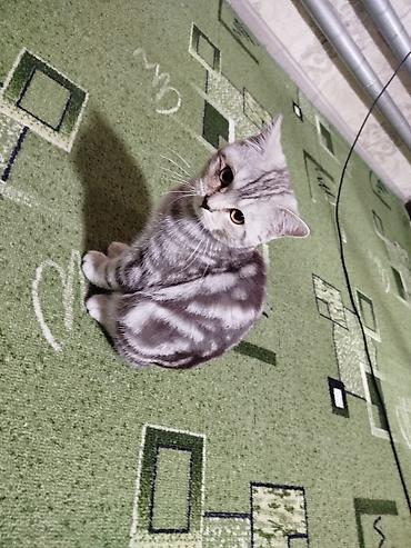 британская плюшевая кошка: Шотландский котёнок (скоттиш, окрас серебристая мраморная табби) - — 9