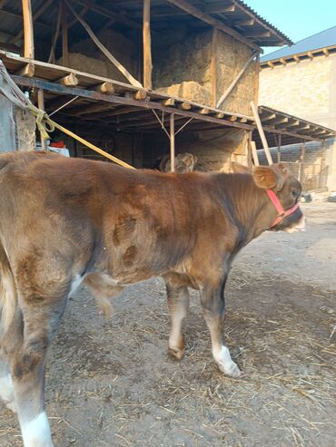 Коровы, быки: Продаю | Бык (самец) | Полукровка | На откорм | Привязанные