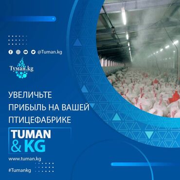 услуги инкубации: 🌟 Преобразите вашу птицефабрику с системой туманообразования! 🌟 🔧