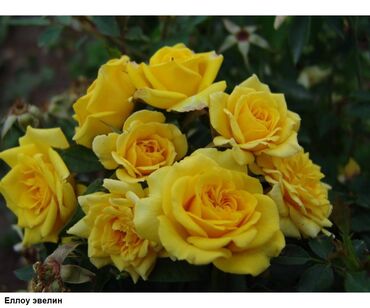 Садовые цветы и кустарники: Саженцы цветка: Розы, Бесплатная доставка, Самовывоз — 30