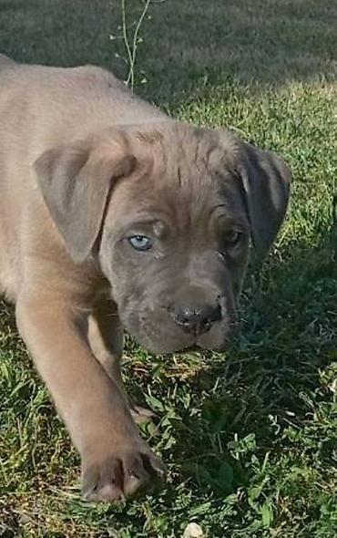 Psi: Kane Korso štenci Odgajivačnica Cane Corso Kennel Heavenly Kingdom FCI na lalafo.rs — 15 Psi: Kane Korso štenci Odgajivačnica Cane Corso Kennel Heavenly Kingdom FCI — 15
