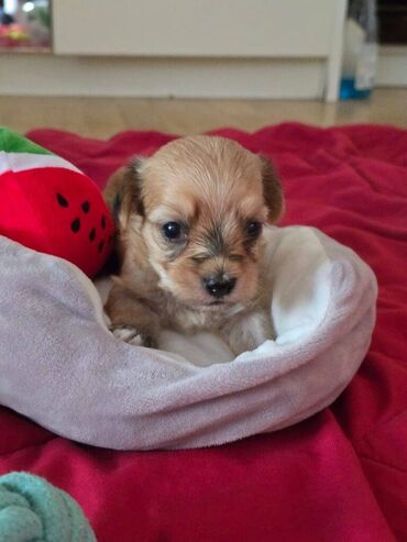 Psi: Štenci havanskog bišona šampionskog porekla iz registrovane — 6